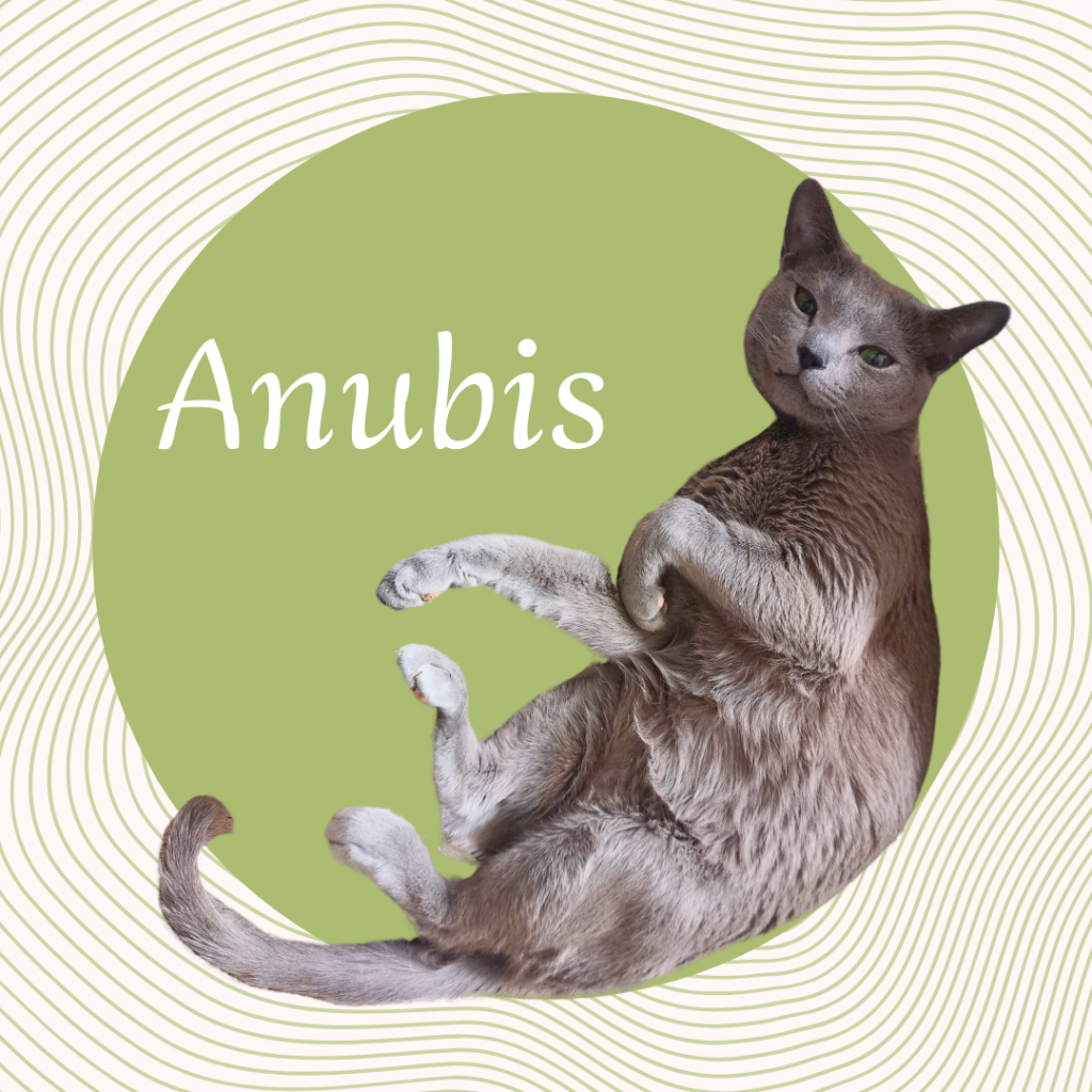 Ein grafisches Crew-Profilbild einer grau-braunen Katze namens Anubis. Die Katze wird in einer verspielten Pose mit dem Bauch nach oben innerhalb eines olivgrünen Kreises dargestellt, mit weißem Text „Anubis“ links. Der Hintergrund besteht aus konzentrischen, welligen Linien.