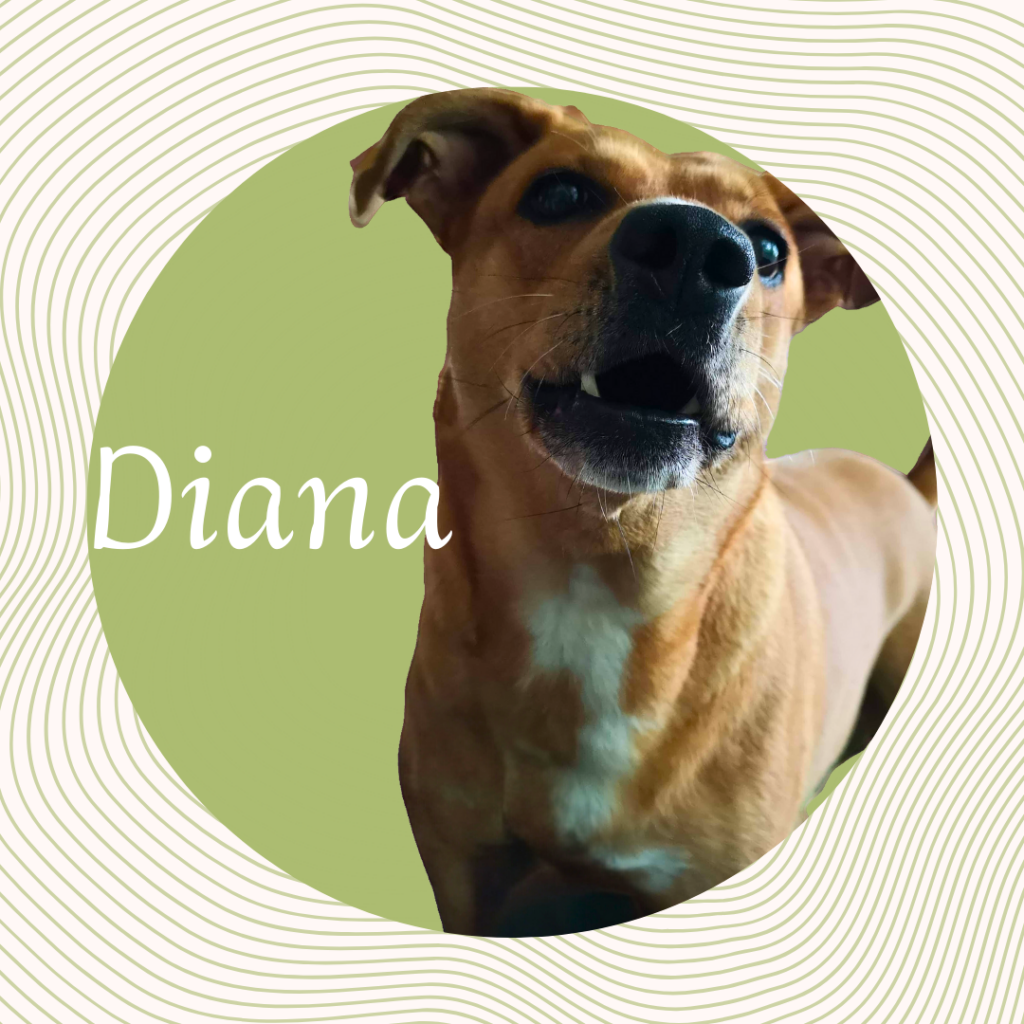 Ein quadratisches grafisches Profilbild mit einem konzentrischen Wellenmuster-Hintergrund und einem zentralen grünen Kreis. Ein Foto eines aufmerksam nach oben schauenden braunen Hundes mit weißer Brustzeichnung ist in den Kreis integriert. Der Text „Diana“ ist in weißer Schrift links platziert.