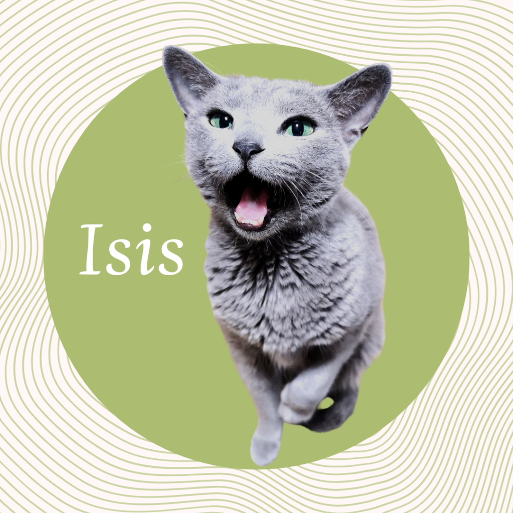 Ein quadratisches grafisches Profilbild mit einem konzentrischen Wellenmuster-Hintergrund und einem zentralen grünen Kreis. Ein Foto einer grauen Katze (Russisch Blau-Stil) ist in den Kreis integriert, die direkt in die Kamera schaut mit weit geöffneten Augen und offenem Mund. Der Text „Isis“ ist in weißer Schrift rechts platziert.