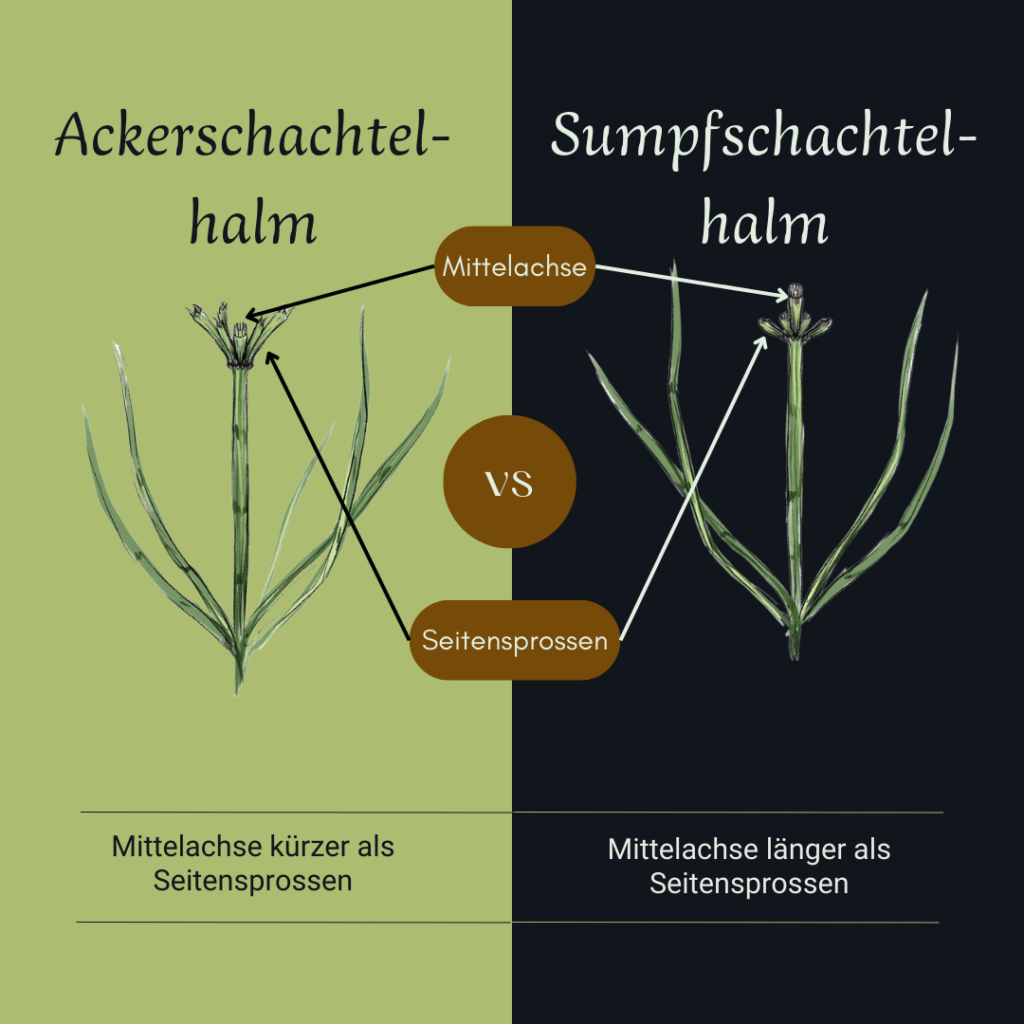 Infografik zum Vergleich der Bestimmungsmerkmale von Ackerschachtelhalm und Sumpfschachtelhalm. Linke Seite auf grünem Hintergrund: Ackerschachtelhalm mit Text: "Mittelachse kürzer als Seitensprossen". Rechte Seite auf dunkelgrauem Hintergrund: Sumpfschachtelhalm mit Text: "Mittelachse länger als Seitensprossen". Pfeile zeigen auf die anatomischen Unterschiede an Mittelachse und Seitensprossen.