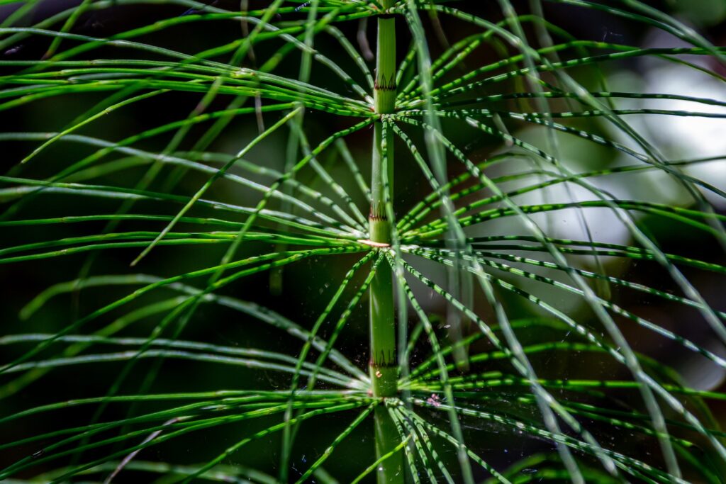 Nahaufnahme eines grünen Sommertriebs des Ackerschachtelhalms (Equisetum arvense) mit deutlichen Quirlen der Seitentriebe.