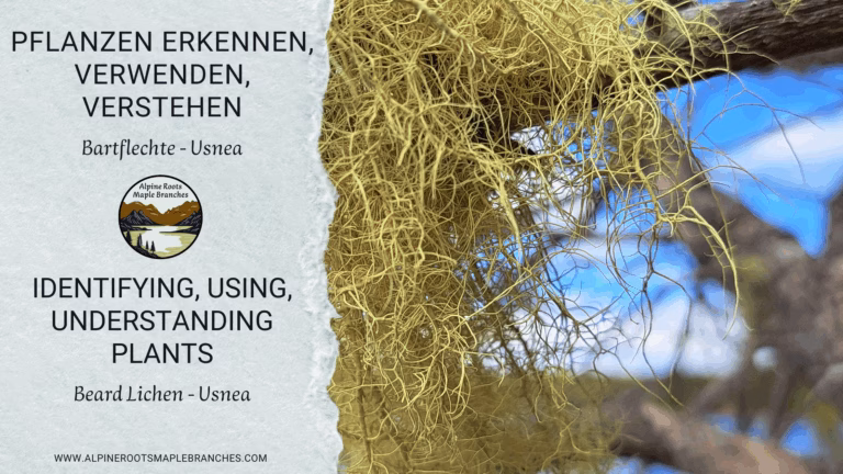 Usnea – Forest Wisdom in Threads
