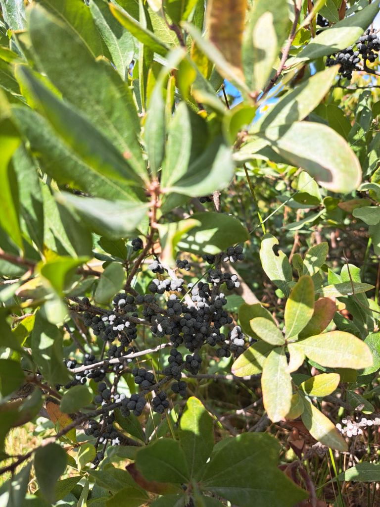 Bright daylight illuminating the distinctive waxy, gray-blue berries and rich green leaves of a Northern Bayberry bush.