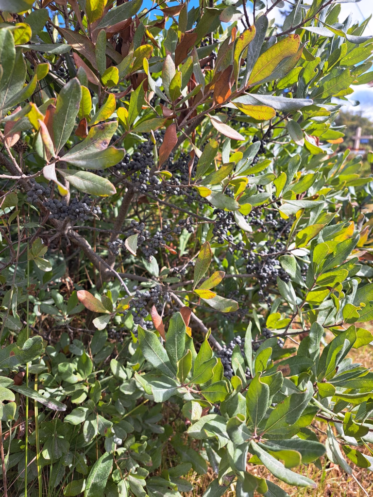 A close-up shot of Northern Bayberry branches showcasing dark winter-persistent berries nestled among green leaves.