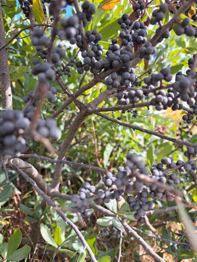 Close-up of dense clusters of waxy Northern Bayberry fruits growing tightly along the dark woody branches of the coastal shrub.
