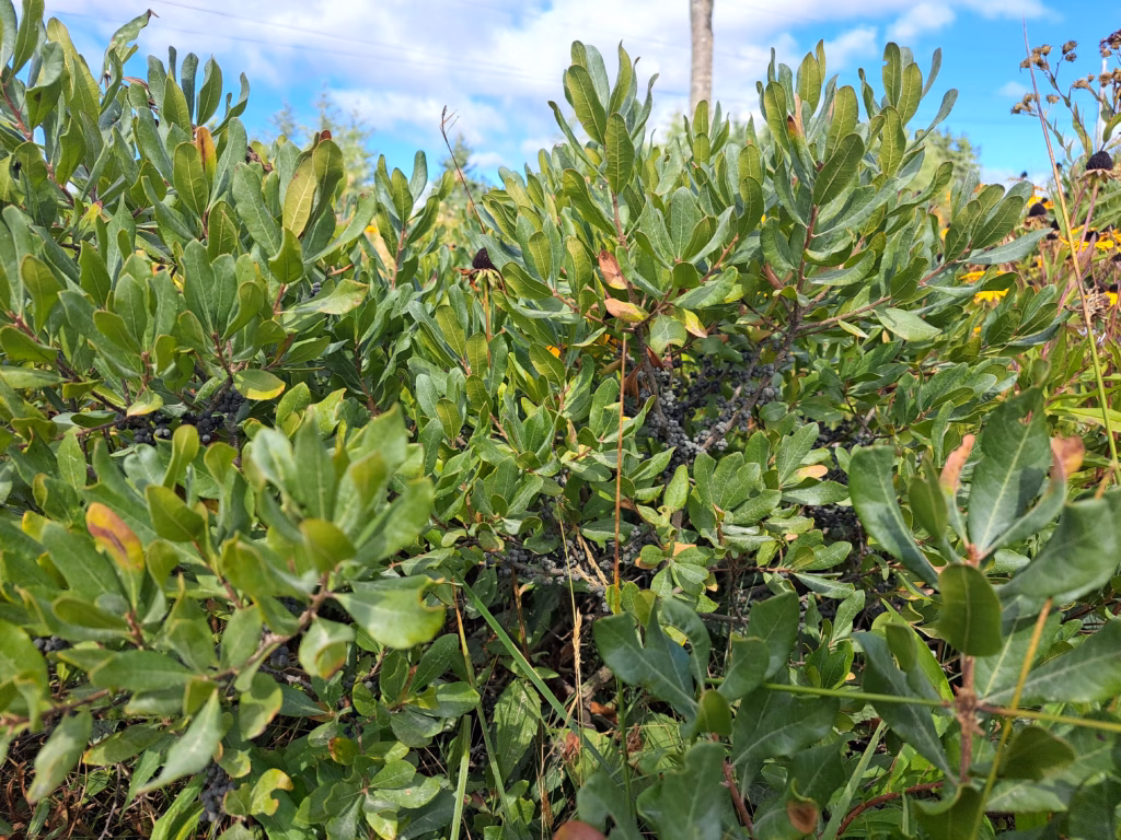 Detailed shot of the aromatic, elongated green leaves and small hidden berry clusters of a hardy wild Bayberry bush.