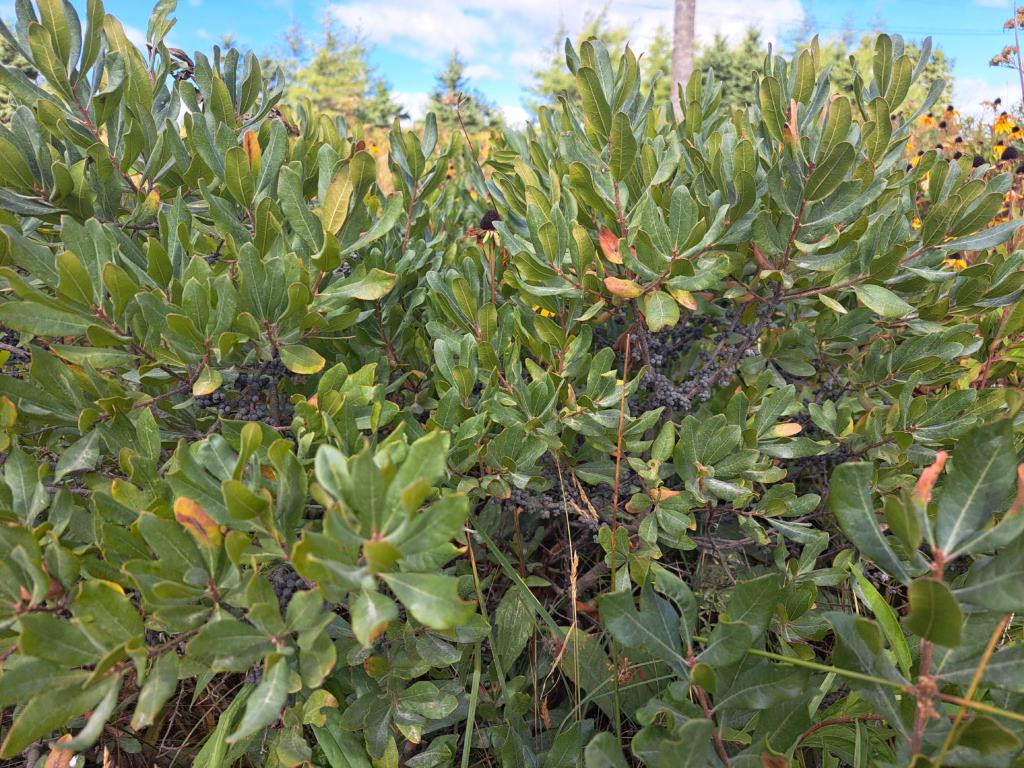 A close-up view of the dense, leathery green foliage of a Northern Bayberry shrub in full sun.