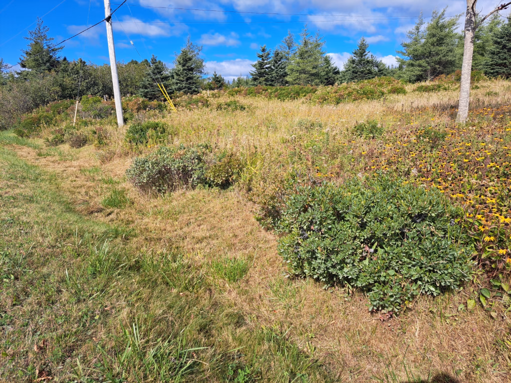 A wide landscape view of a wild permaculture and homesteading field on Cape Breton Island featuring Northern Bayberry coastal shrubs under a blue sky.