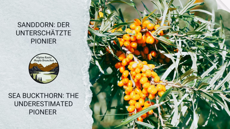 Sanddorn: Der unterschätzte Pionier – Warum er in keinem regenerativen Garten fehlen sollte