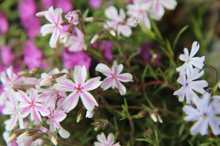 phlox-3359324_1280 phlox-3359324_1280