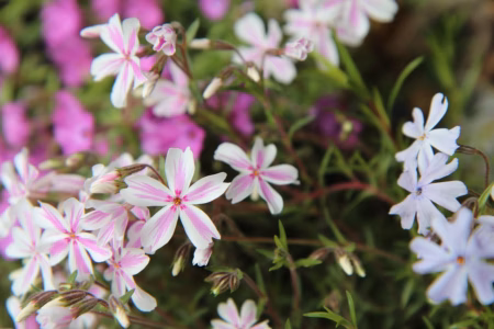 phlox-3359324_1280 phlox-3359324_1280